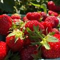 fresh ripe strawberries