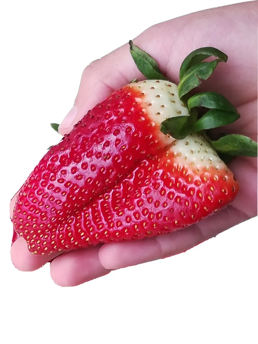 aromatic strawberries