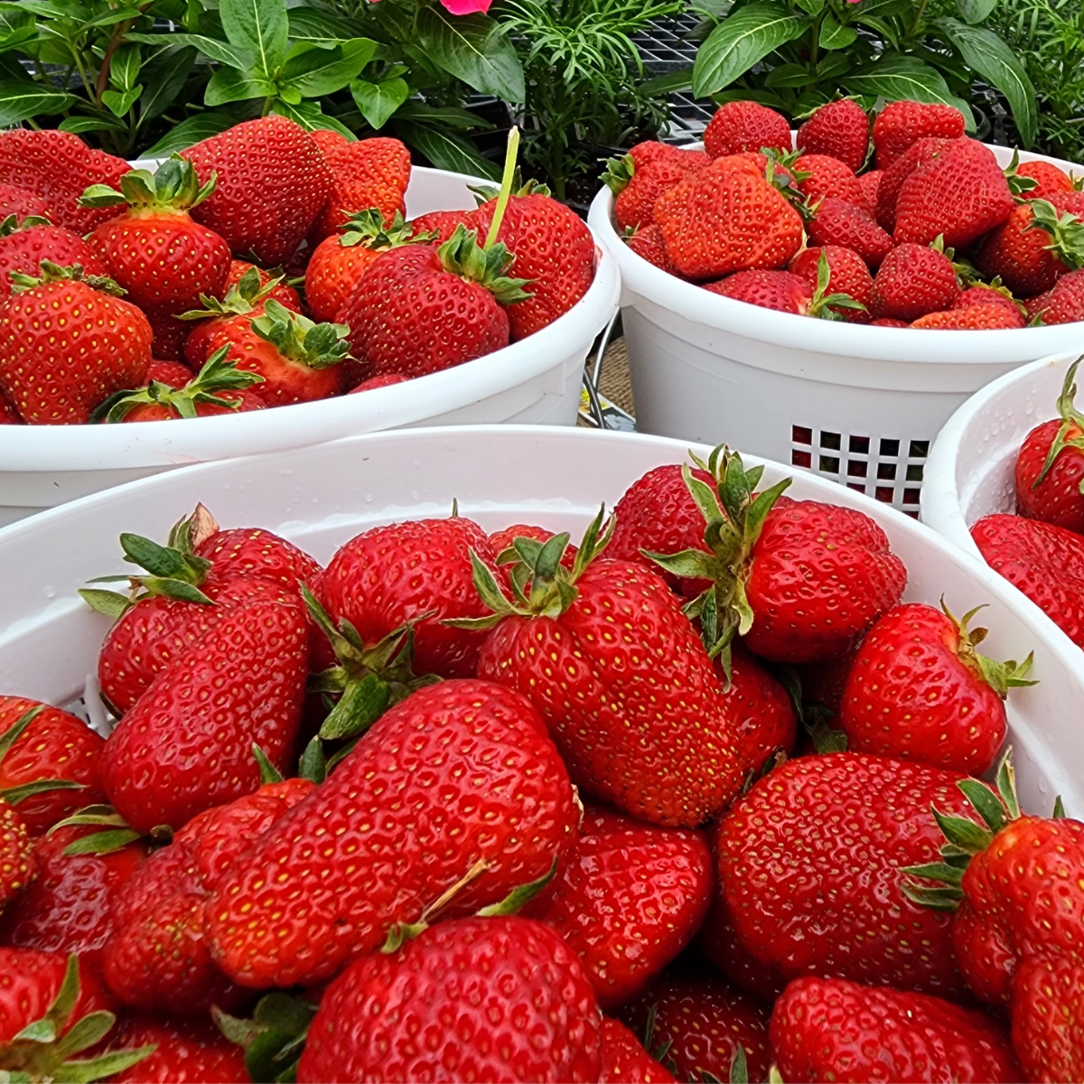 consistent ripe strawberries