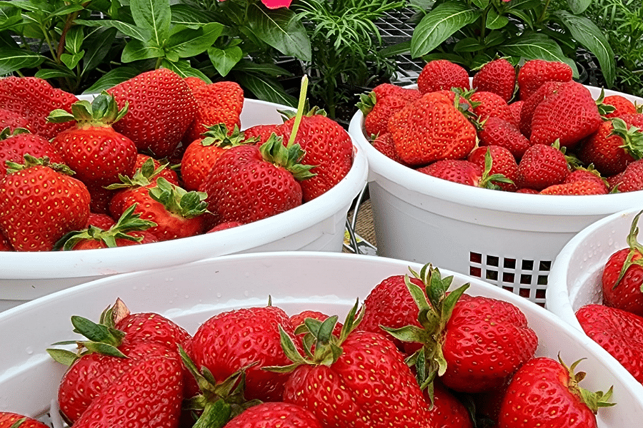 consistent ripe strawberries
