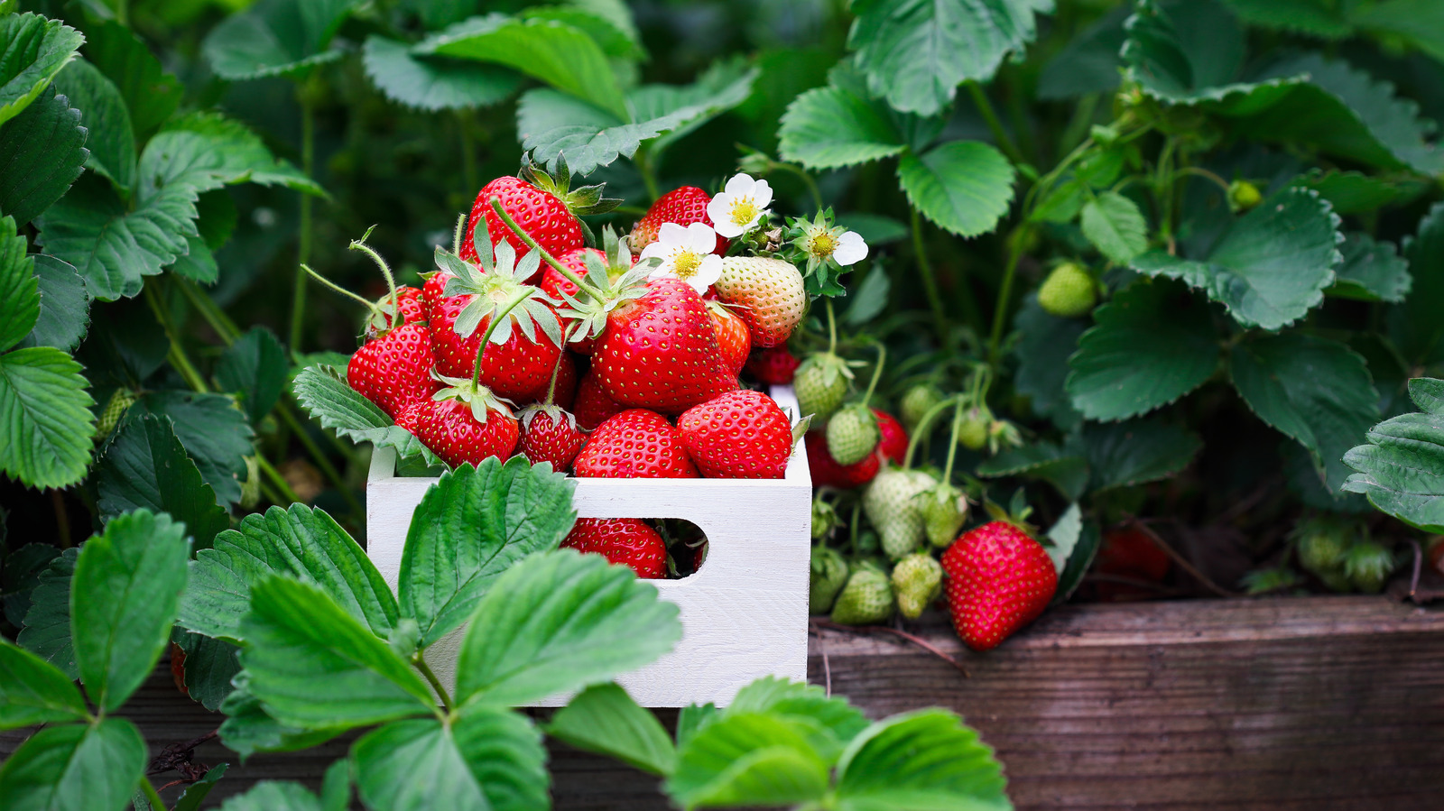 fresh strawberries in field