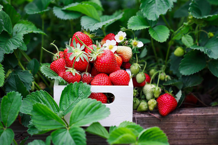 fresh strawberries in field