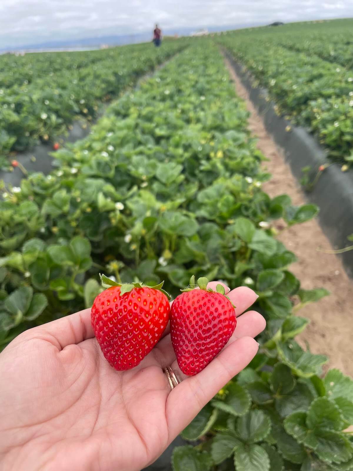 local farm strawberries