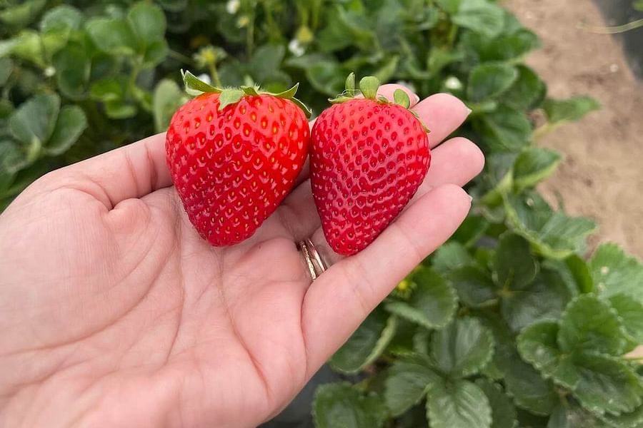 local farm strawberries