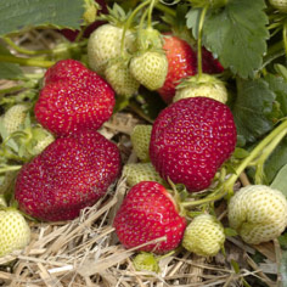 medium-sized strawberries