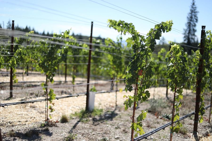 Vineyard Management Series by Helen Masters